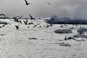 Kitty Wakes, Leopols Island, Arctic. © Etienne Pierart